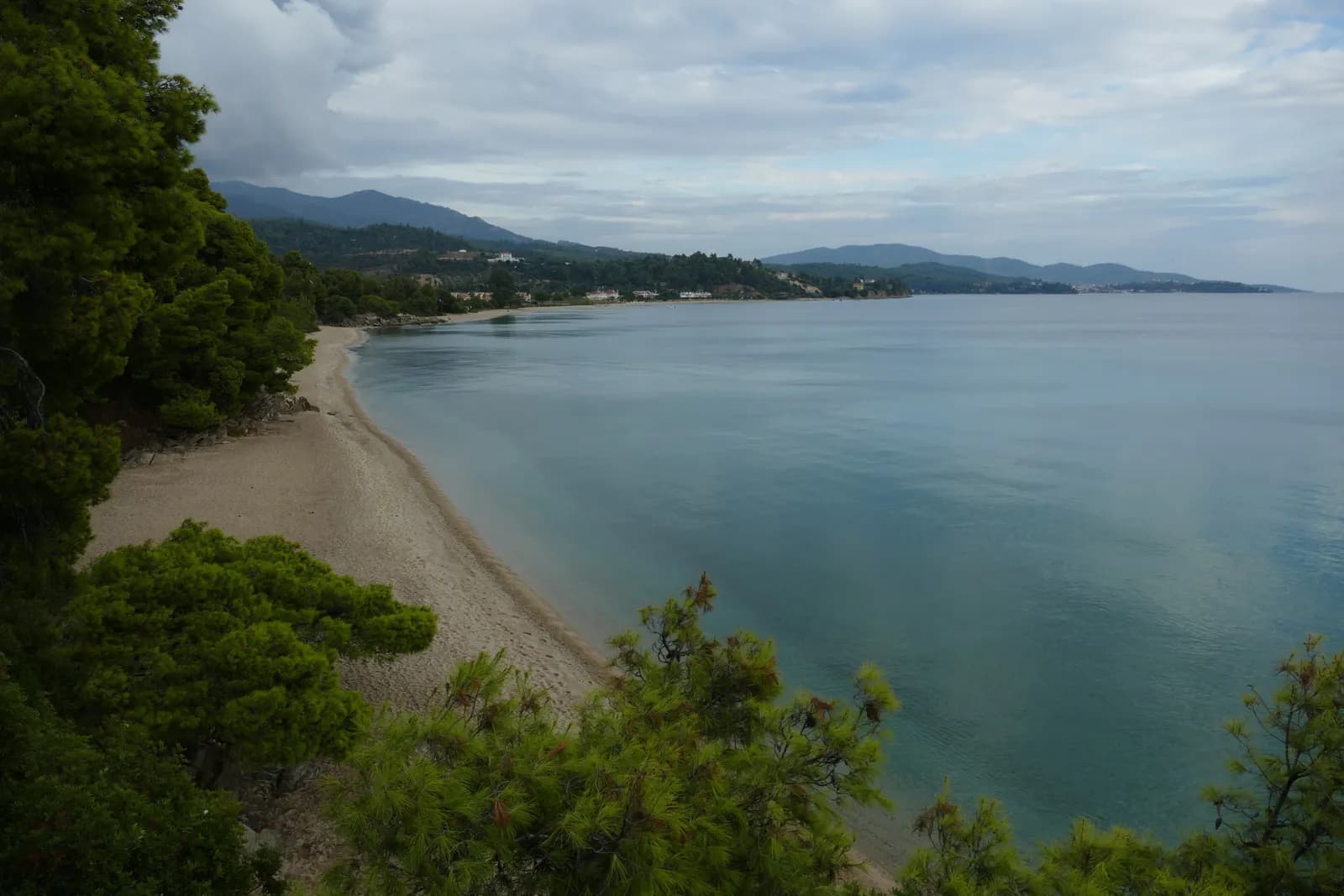 Plaża na Chalkidiki z sosnami schodzącymi do morza